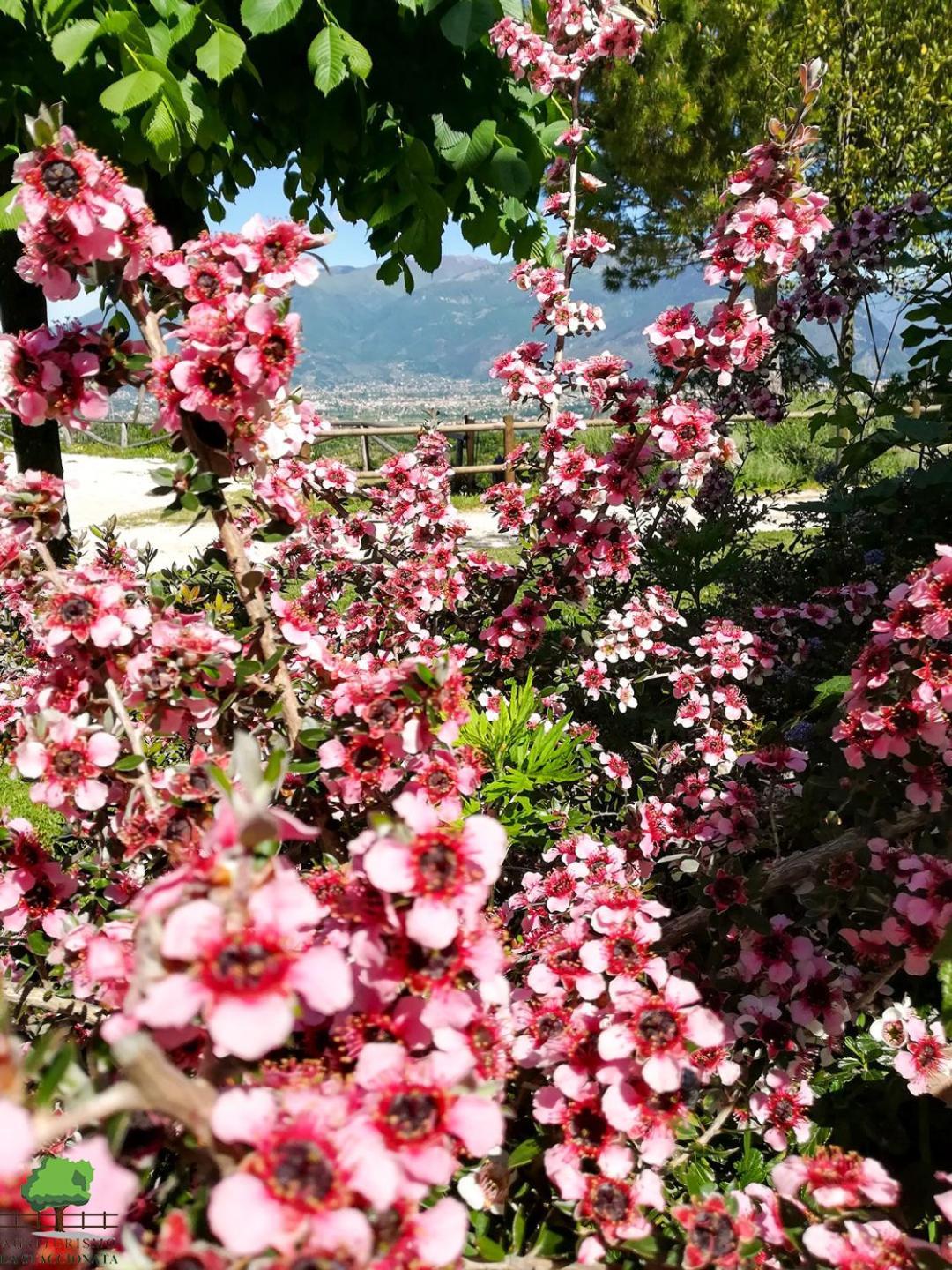 La Staccionata Villa Arpino Exterior foto